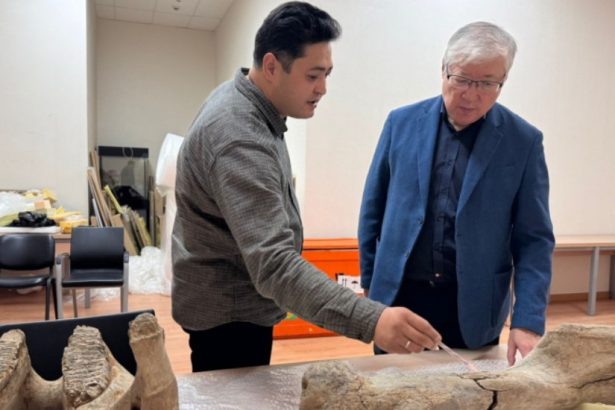 Woolly mammoth bones