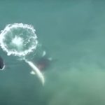 Orcas Hunt Great White Sharks