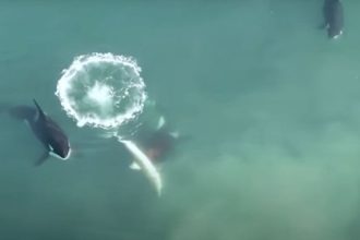 Orcas Hunt Great White Sharks