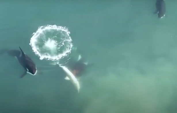 Orcas Hunt Great White Sharks