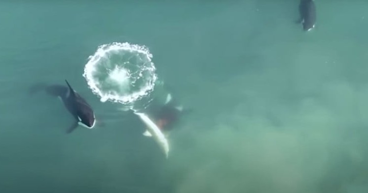 Orcas Hunt Great White Sharks