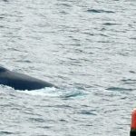 Pi the Humpback Whale