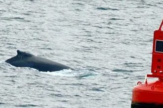 Pi the Humpback Whale