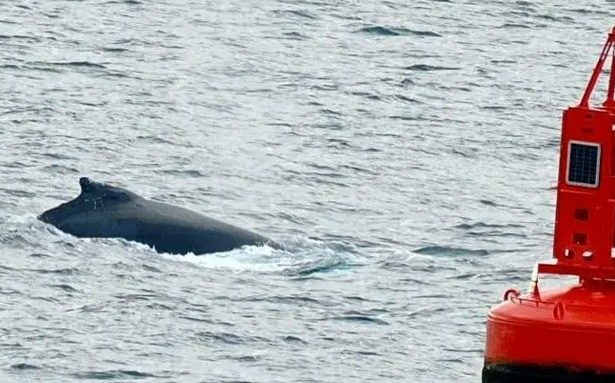 Pi the Humpback Whale