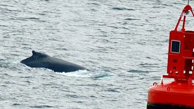 Pi the Humpback Whale